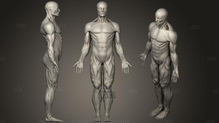Human muscle20 stl model for CNC